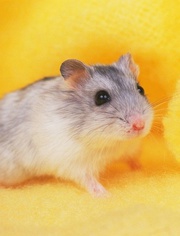 小仓鼠吃大米-热门视频在线观看-爱奇艺