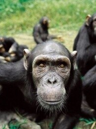 bbc:灵长动物的秘密生活