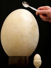 bbc:阿滕伯勒的巨蛋