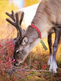 bbc:和驯鹿一起奔跑