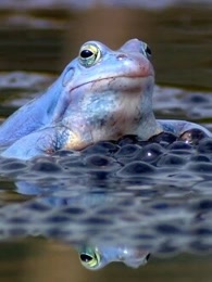 波西米亚-湿地的四季