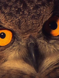 kbs:夜间的帝王,猫头鹰