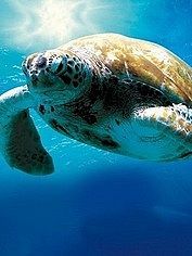 《<em>美姐</em>》特辑电影_高清<em>免费在线观看</em>-114la电